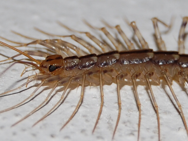 Scutigera coleoptrata **set fotografico**